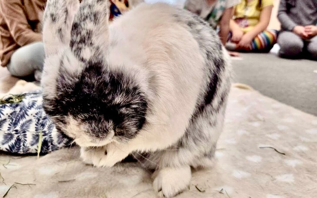 Wyjątkowi goście w naszym przedszkolu – króliki.